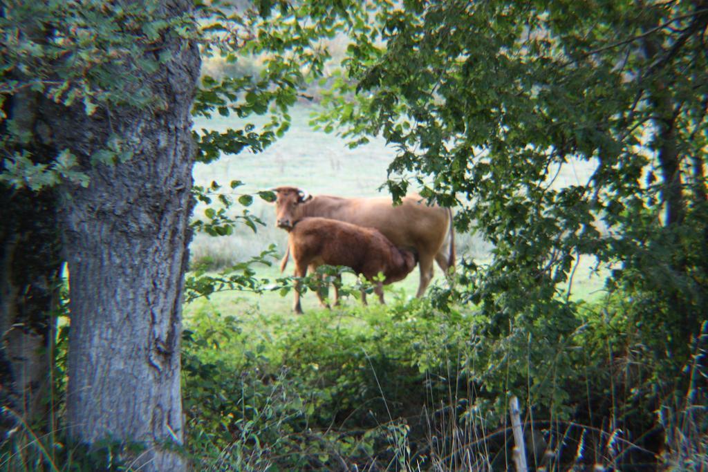 River Cottage Balledent Pokoj fotografie